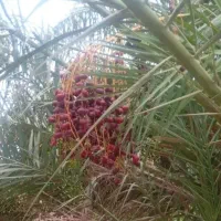 درخت بو دهی