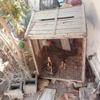 قفس چوبی بزرگ|لوازم جانبی حیوانات|چابهار, |دیوار