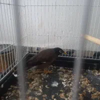 مرغ مینا اصل افغان