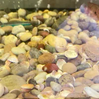 شن و سنگ اکواریوم 30 کیلو