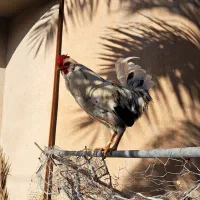 خروس گلین جوان.مهران