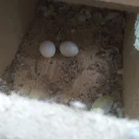 عروس هلندی  جفت خورده باتخم|پرنده|رشت, رودباری|دیوار