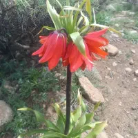 جویای کار هستم