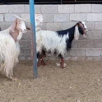 بز ابستن|حیوانات مزرعه|برازجان, |دیوار