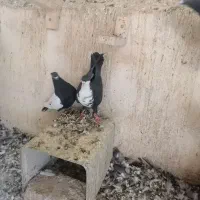 کفتر