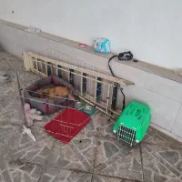 سگ پت