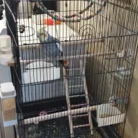 عروس هلندی نر .... دستی