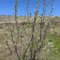 باغ|فروش زمین و ملک کلنگی|دینور, |دیوار