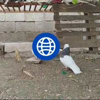 سرکه ای خفت|حیوانات|دزفول, |دیوار