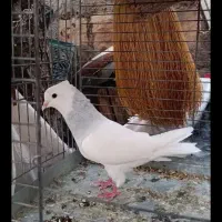 کبوتر طوقی|پرنده|کوهدشت, |دیوار