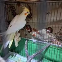 عروس هلندی مولد|پرنده|خوانسار, |دیوار