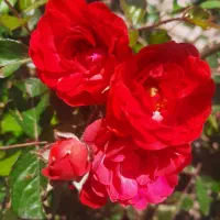 نگهبان وسرایدارباغ ویلا