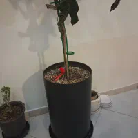 تعدادی گلدان وگلدان