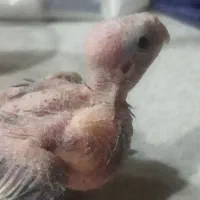 جوجه عروس هلندی سرلاکی