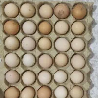 تخم مرغ محلی