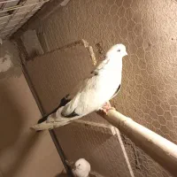 کبوتردم سیاه|پرنده|محمدشهر, محمدشهر|دیوار