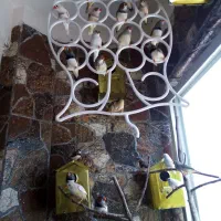 فنچ|پرنده|قم, بنیاد|دیوار