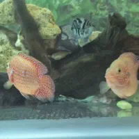 جفت جوئل مولد|ماهی|اصفهان, عاشق‌آباد|دیوار