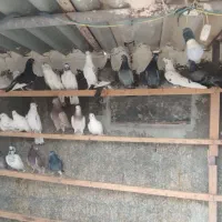 یجایی دونه ای 200|پرنده|وحیدیه, |دیوار