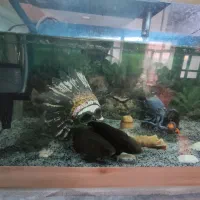 آکواریوم بزرگ|ماهی|بناب, |دیوار