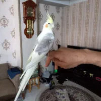 عروس هلندی سخنگو