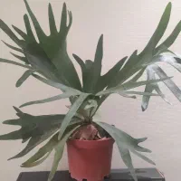 گیاه خاص و بسیار زیبای شاخ گوزنی