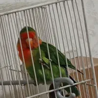 کوتوله نر|پرنده|مشهد, فرودگاه|دیوار