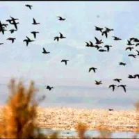 تور گردشگری