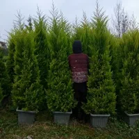 کاج لاوسون ۲متری به بالا سبز