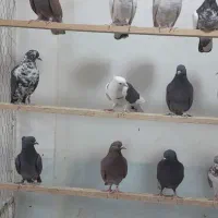 کبوتر  گرویی  رسید|حیوانات|گرگان, |دیوار