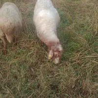 ماده درجه یک داشتی