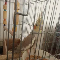 عروس هلندی سرحال و بازی گوش|پرنده|بروجرد, |دیوار