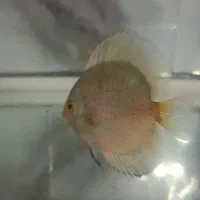 فروش ویژه دیسکس سایز ۳ اینچ|ماهی|بندرعباس, |دیوار