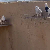 ۳۷ عدد طوقی |پرنده|شهرضا, |دیوار