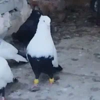 کبوتر رنگی دمبی دوری سفت