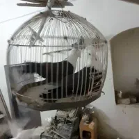 نره ماده کله سفید آماده تن کردن