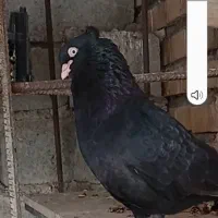 کبوتر|پرنده|کهنوج, |دیوار