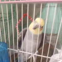 فروش عروس هلندی