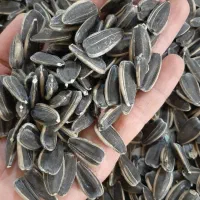 تخمه آفتابگردان درجه ۱|خوردنی و آشامیدنی|شال, |دیوار