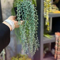 انواع گل مصنوعی|گل مصنوعی|تهران, زعفرانیه|دیوار