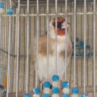 سهره جوجه تازه صاف