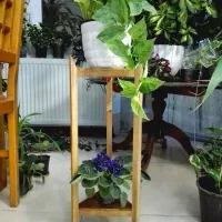 استند گل و گیاه + هدیه