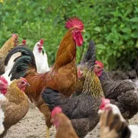 خرید و فروش خروس و مرغ اوردک بوقلمون|حیوانات مزرعه|کرج, آق تپه|دیوار