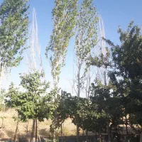 زمین ۴۰۱۳ سند