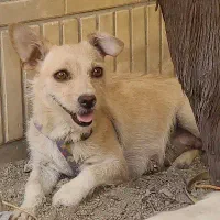 توله سگ پا کوتاه|سگ|اصفهان, شهرک کاوه|دیوار