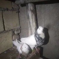 کبوتر روزگاری|پرنده|جونقان, |دیوار