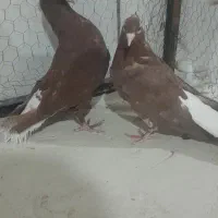 نرماده سرخ دم سفیدبه شرط جوجه