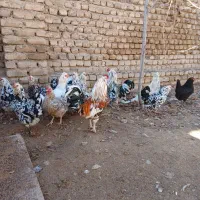 تخم مرغ گلین ریشوچهل تاج نطفه دار