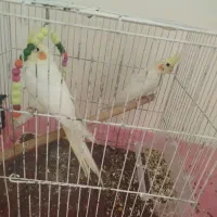 طوطی|پرنده|تهران, شهید اسدی|دیوار