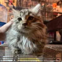 گربه|گربه|بیرجند, |دیوار